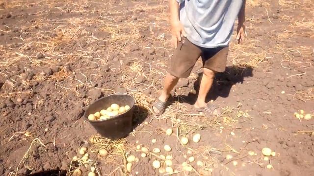 Картофель Аризона уборка с божей помощью и духовника Демьяна Петровича смотреть онлайн