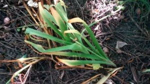 ЧТО РАСТЕТ ПОД ОРЕХОМ?