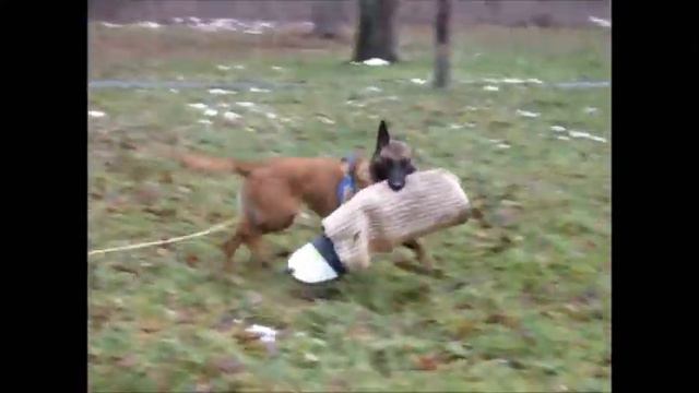 Malinois Agata Dina protection work смотреть онлайн