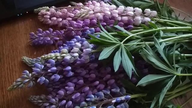 Цветок волка и Напиток оборотней. Люпин . смотреть онлайн