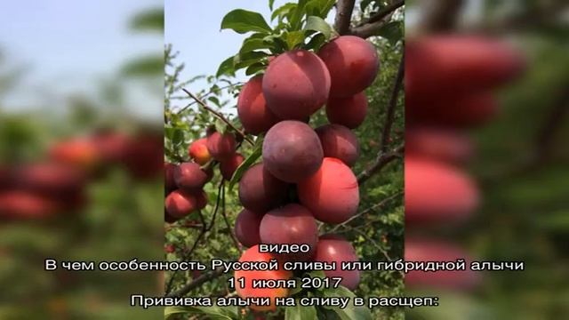 Раннеспелая алыча Июльская роза: сортовые особенности смотреть онлайн