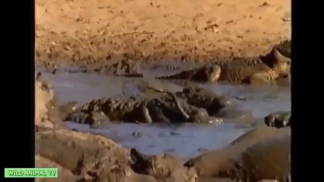 Anaconda vs cobra fighting смотреть онлайн