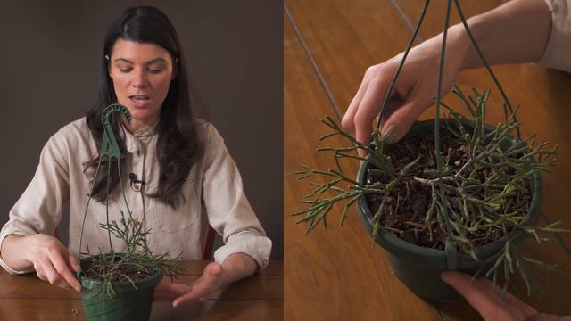 Rhipsalis (Hatiora) salicornioides (Dancing Bones Cactus) Houseplant Care — 93 of 365 смотреть онлайн