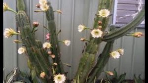 Цереус : уход в домашних условиях, пересадка , виды с фото