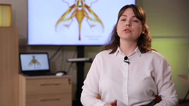 Южноамериканская плодовая муха (Anastrepha grandis (Macquart)) смотреть онлайн