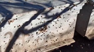 КАК УСКОРИТЬ РАЗВИТИЕ ПЧЁЛ ВЕСНОЙ.