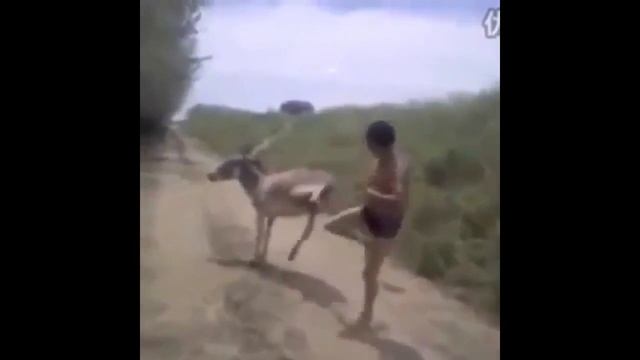 Свежие приколы 2018 "Ослы и двуногие ослы" смотреть онлайн