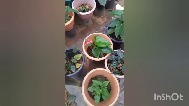 #Kalbimsing with anthurium queens