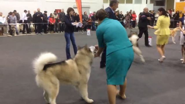 CACIB-FCI «Кубок президента РКФ - 2014» смотреть онлайн