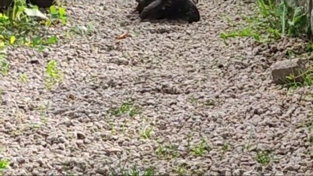 Черепаха "Мандарин" нашлась смотреть онлайн