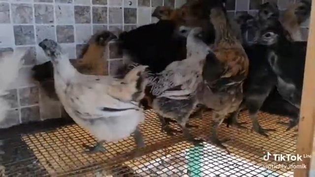 Куры люйкеданьцзи. Чёрное мясо и голубые яйца