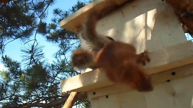 Бельчата на даче смотреть онлайн
