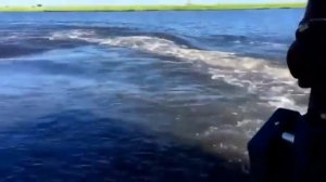 САМЫЕ ОПАСНЫЕ ЖИВОТНЫЕ В МИРЕ