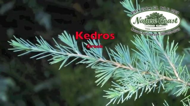 Cedrus Deodara Patti Faye Himilayan Cedar Bell FL 32619 смотреть онлайн