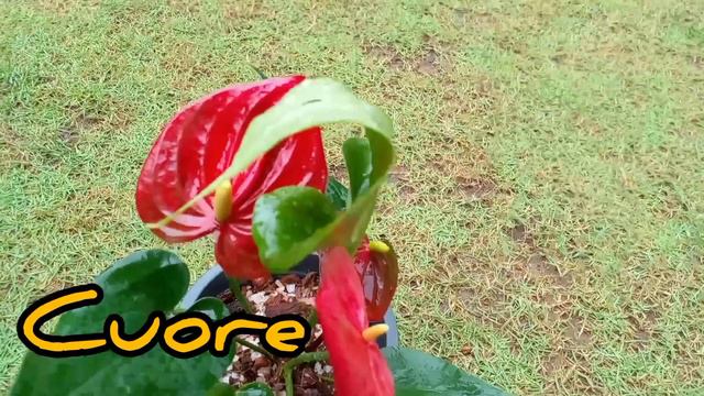 ලස්සනම නෙදර්ලන්ඩ් රතු ඇන්තූරියම් එකතුව | Beautiful Red Colour Anthurium | Nedarlend