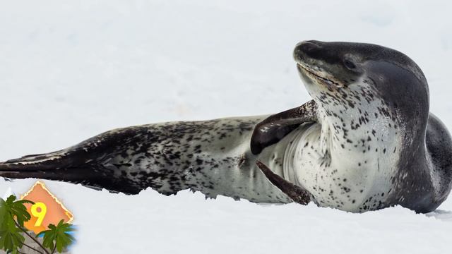 17 Cutest Animals That Could HARM You смотреть онлайн