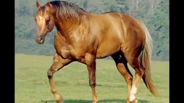 Кватерхорс. Quaterhorse смотреть онлайн