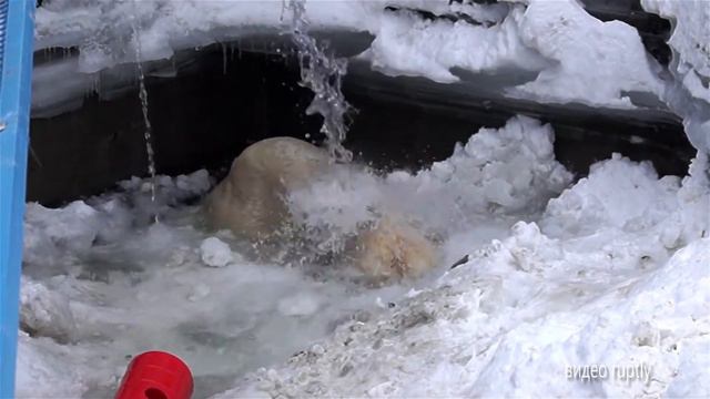 ДАЖЕ МИШКА МОЕТ ЛАПЫ смотреть онлайн