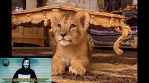 Жена пермского депутата  Владимира Плотникова сдает львенка в аренду