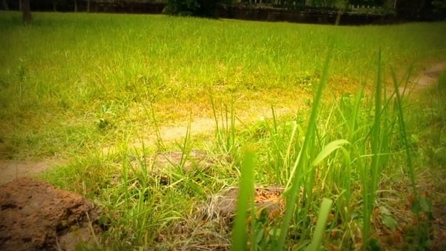 Дальние храмы Ангкора - Koh Kher & Beng Mealea смотреть онлайн