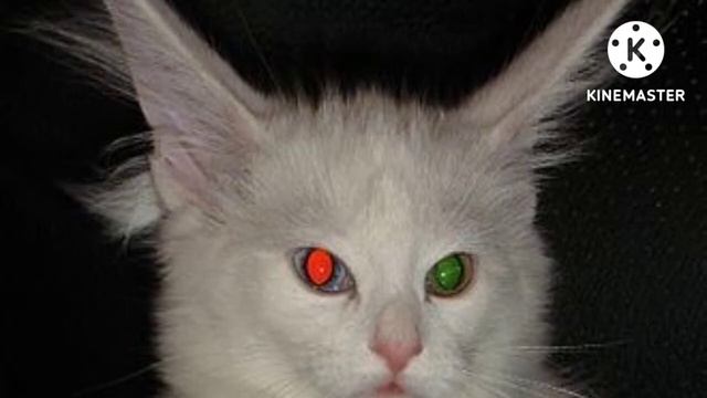 Tapetum Lucidum + Night vision Subliminal смотреть онлайн