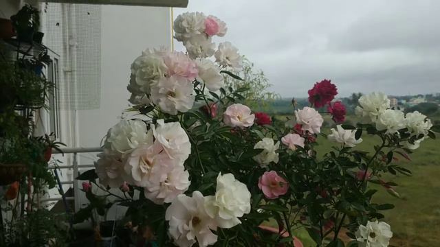 How To Get More Blooms On Roses Easily In Winters#Tips To Get Ur Roses Bloom Profusely In Winters🌹