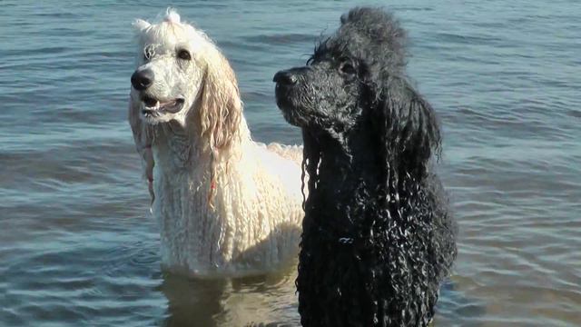 Пудели (2014) смотреть онлайн