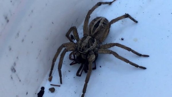 Wolf Spider Vs. Black Widow