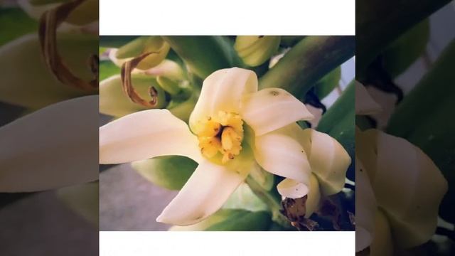 #Лилия#lily#flower#garden#сад#дача#цветок смотреть онлайн
