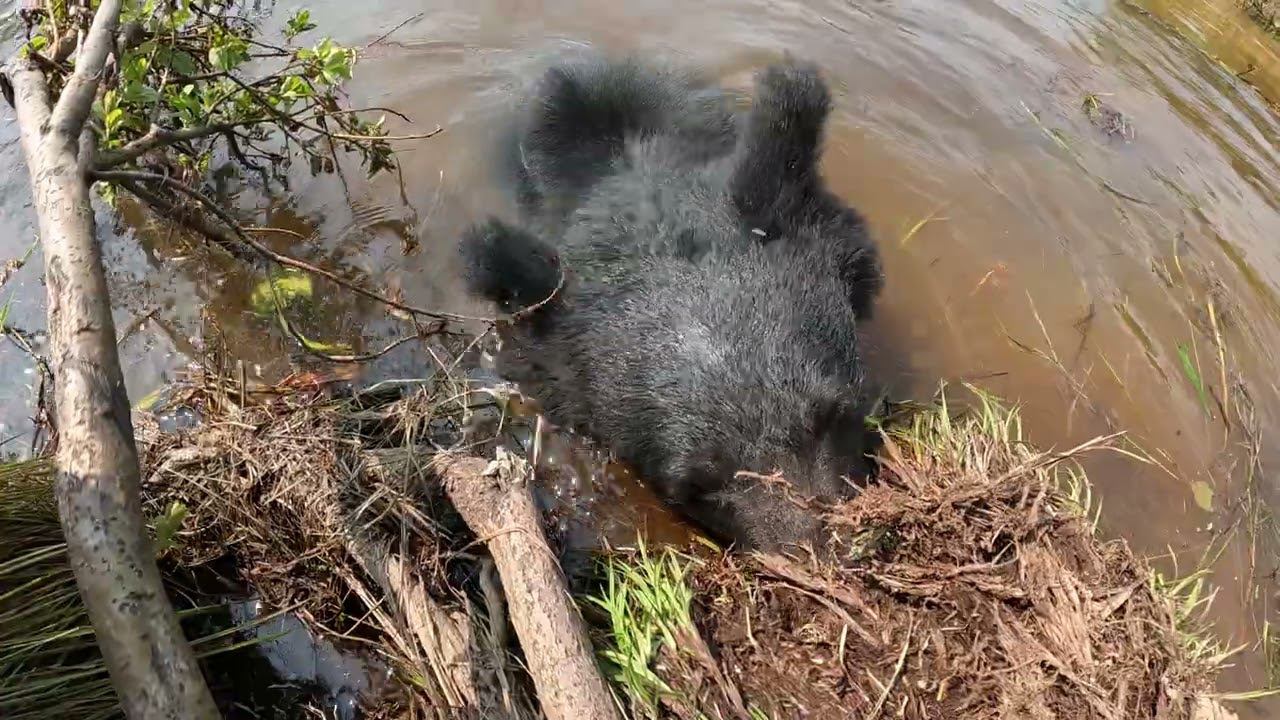 Медвежьи синхронные прыжки в воду. смотреть онлайн