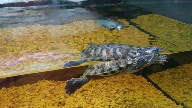 Выставка черепах " Мир черепах", Полтава 2020, Алиса на выставке черепах , I Had a Little Turtle смотреть онлайн