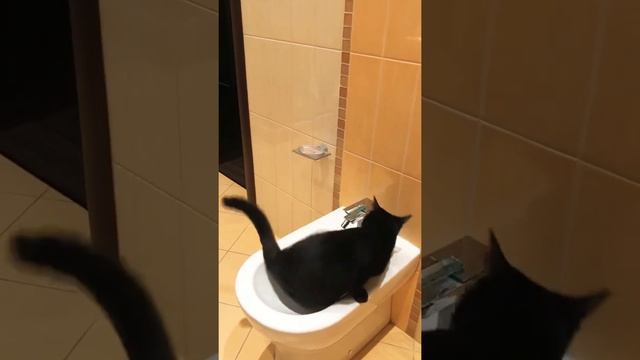 Как найти кота?Приколы животные смешное видео кошки .Коты . Котики приколы. Кошки. Кошка любит воду смотреть онлайн