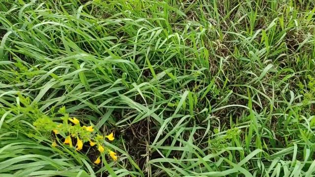 Медонос из акациевых. Тарначи в простонародье. смотреть онлайн