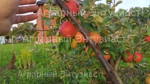 Яблоня сорт «Орлинка»