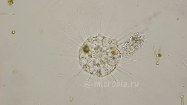 Heliozoan eats a ciliate/ Солнечник ловит и поглощает инфузорию смотреть онлайн