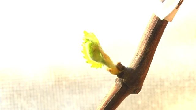 Раскрытие почки винограда сорта "Альфа". смотреть онлайн