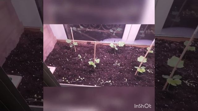 парник на подоконнике(4серия) смотреть онлайн