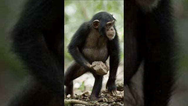 Самое умное животное в мире смотреть онлайн