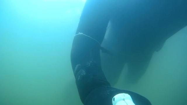 подводная охота на сома . сом 50 кг. подборка охоты с сомами. spearfishing on a big catfish смотреть онлайн