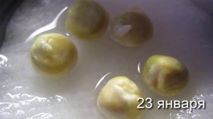 Проращивание гороха. Домашнее задание :)