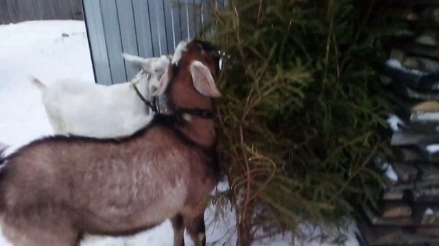 Козы. Тыква и кормовая свекла. смотреть онлайн