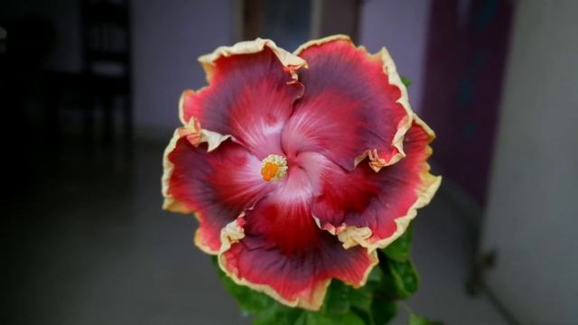 American Hibiscus 🌺 ID: Night Runner 🌺 Hybridizer: Dupont Nursery #hibiscus #tropicalhibiscus смотреть онлайн