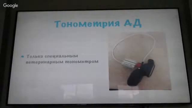 Кардиология кошек ( Урок 5, ВетУроки для Профи) смотреть онлайн
