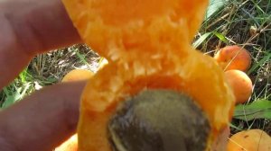 Абрикос Краснощекий