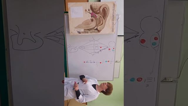 анатомия, ромбовидная ямка смотреть онлайн