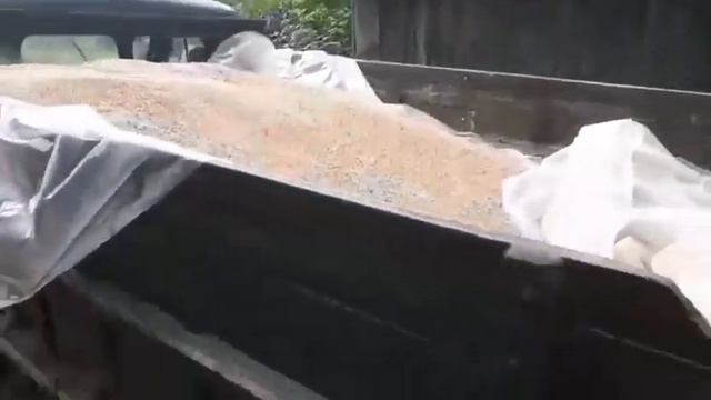 Более 4 т зерна пшеницы похитил комбайнер в Горецком районе смотреть онлайн