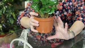 Кофе комнатное растение ? Выращивание кофе в домашних условиях