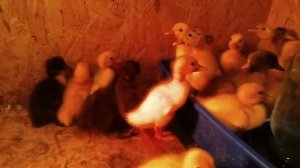 Утята индийского бегуна 3 дня