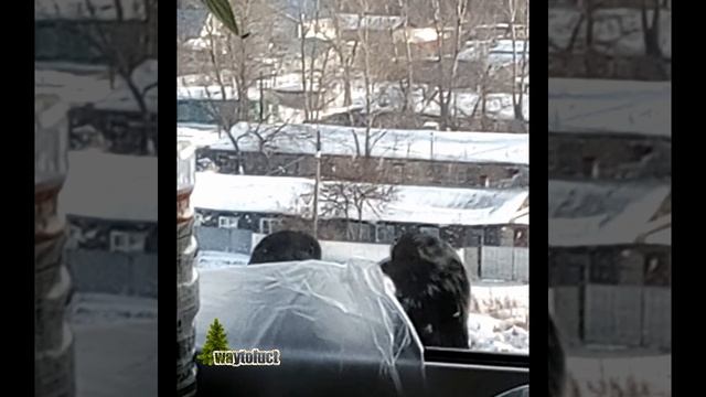 Cтыдливая парочка)) смотреть онлайн