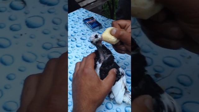 Голуби Маленький Вот как кормить Пискунов смотреть онлайн